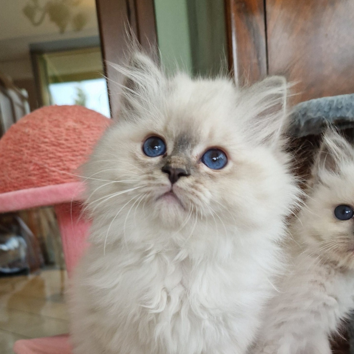 allevamento gatto sacro di birmania