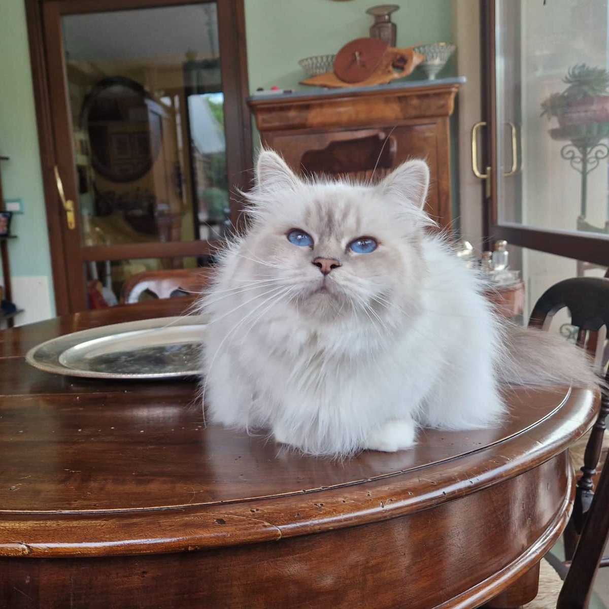  gatto sacro di birmania  blue tabby